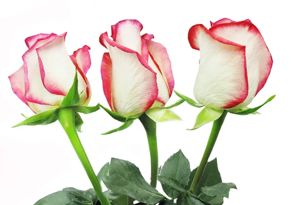 Witte en rode roos boeket — Stockfoto