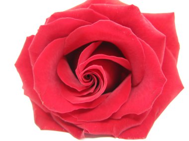 Damask red rose heart closeup clipart