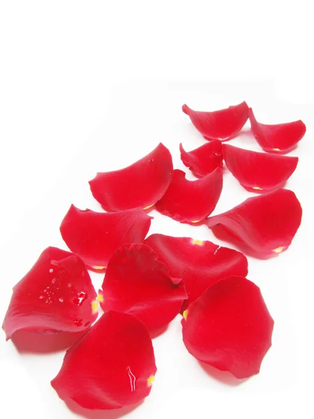 Pétales de rose damassée comme cadre floral — Photo