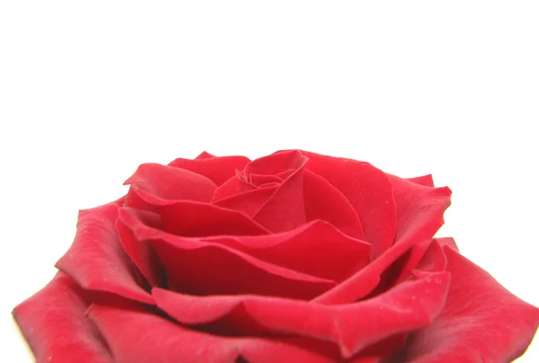 Röd damast ros hjärta närbild — Stockfoto