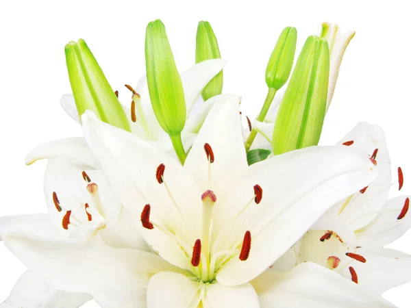 Bouquet de lys blancs — Photo