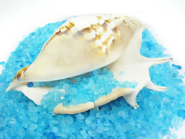 Sea salt in karge white shell — Stock Photo, Image