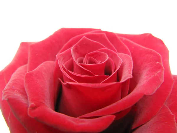 Rode damast roos — Stockfoto