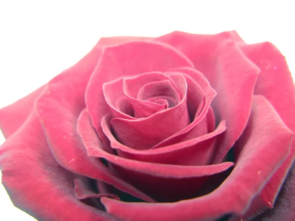 Nahaufnahme rosa Rose — Stockfoto