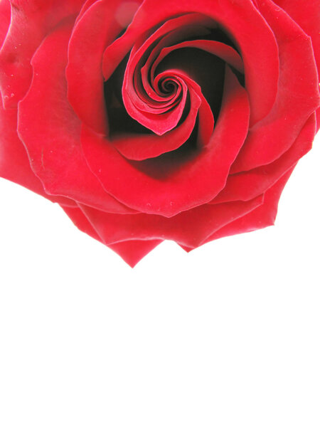 Damask red rose isolated on white background