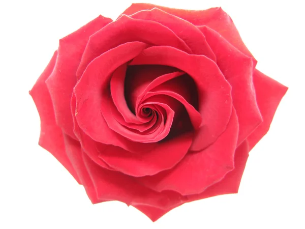 Rosa de damasco vermelho — Fotografia de Stock