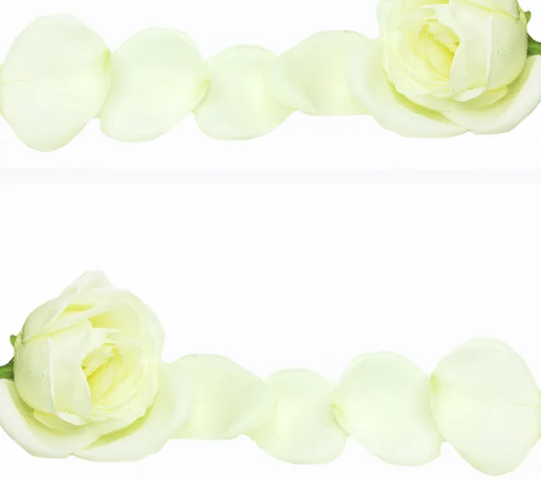 Biały rama rose — Zdjęcie stockowe
