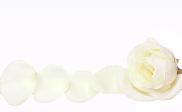 Quadro de rosa branca — Fotografia de Stock