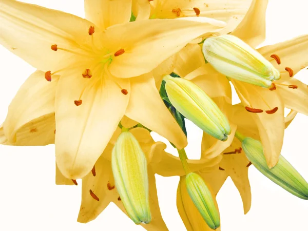 黄色百合花的花束 — 图库照片