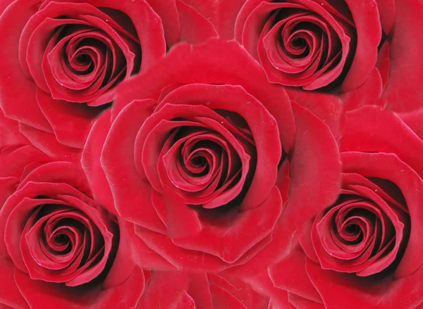 Rote Rosen blumiger Hintergrund — Stockfoto