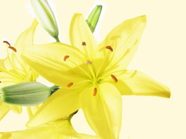 Bouquet of yellow lilies clipart