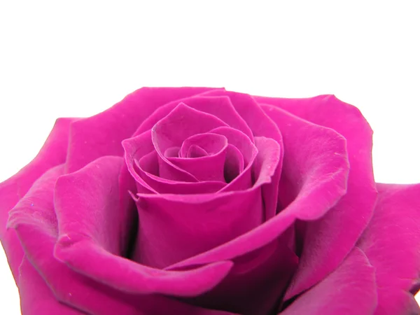 Rosa rosa coração closeup — Fotografia de Stock