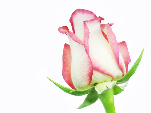 Rózsaszín és Fehér Rózsa szíve Vértes — Stock Fotó
