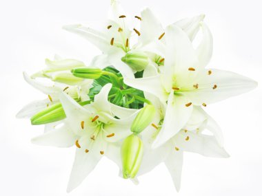 Bouquet of white lilies clipart