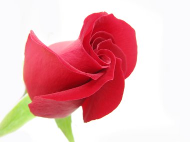 Red rose bud closeup clipart