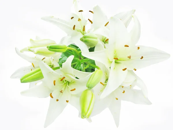 Strauß weißer Lilien — Stockfoto