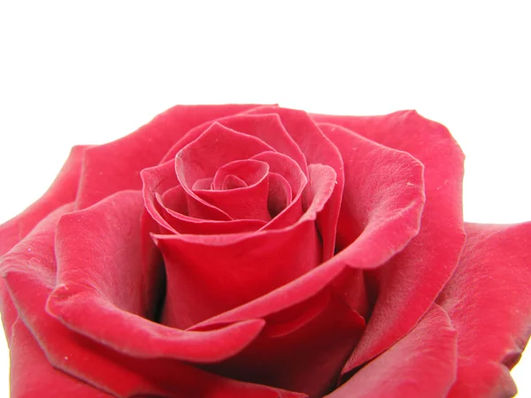 Closeup červené růže srdce — Stock fotografie