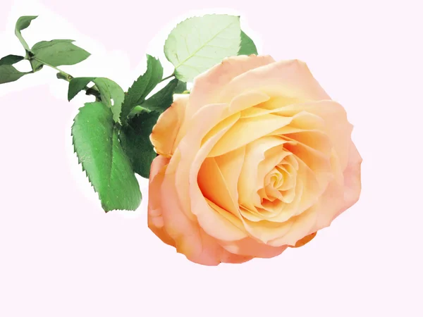 Rosa och gula ros hjärta närbild — Stockfoto