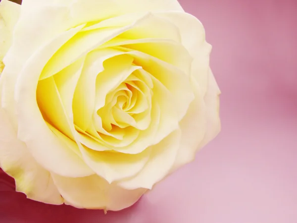 Rose jaune sur fond rose — Photo