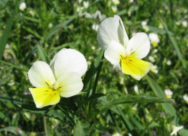 Field flowers in grass clipart