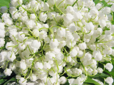 Lily of the valley as floral background clipart