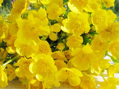 Yellow buttercups clipart