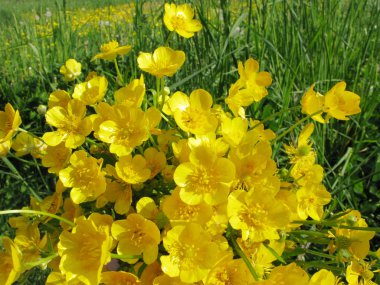 Buttercups field flowers in grass clipart