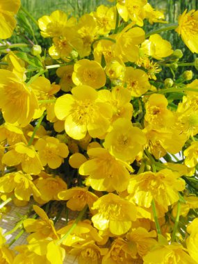 Bouquet of field buttercups flowers clipart