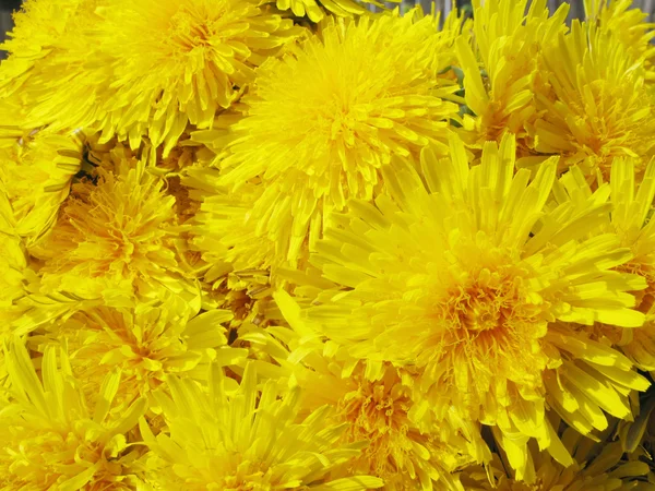 Bouquet of field dandelion flowers — Stock Photo, Image