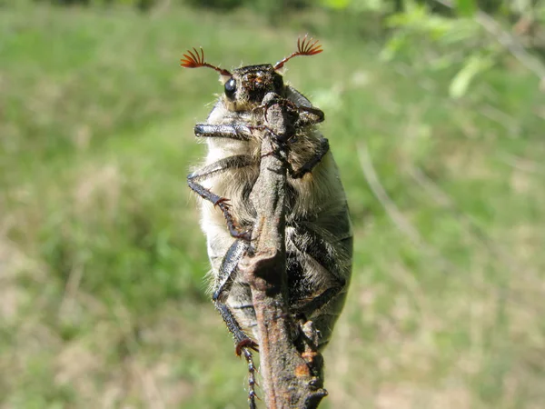 Kumbang Mei-bug pada tongkat — Stok Foto