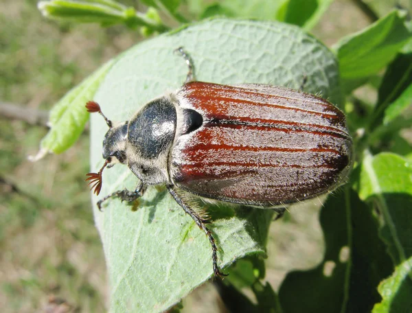 Травневий жук у листках — стокове фото