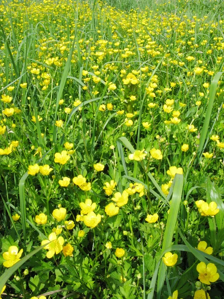 Field of buttercups flowers — Stock Photo, Image