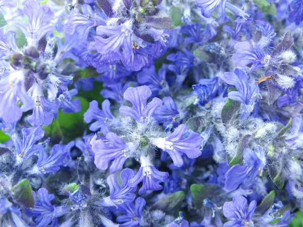 Violetta blommor som abstrakt floral bakgrund — Stockfoto
