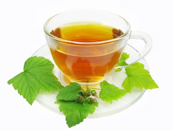 Herbal tea with currant extract — Stock Photo, Image
