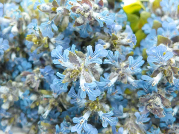Campo azul flores fondo abstracto — Foto de Stock