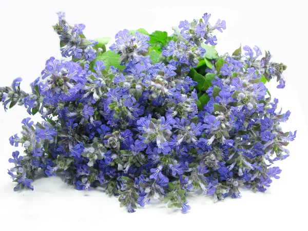 Bouquet of field violet flowers — Stock Photo, Image
