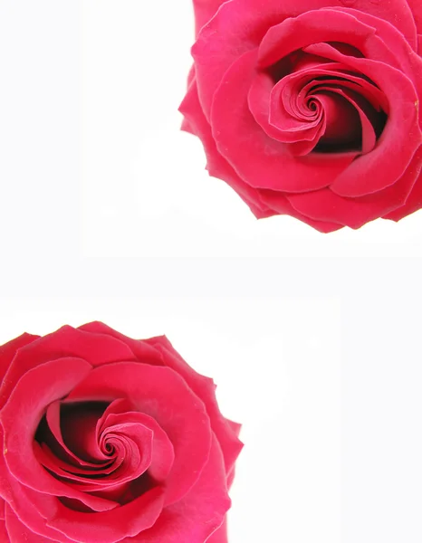 Röd damast rose floral ram — Stockfoto
