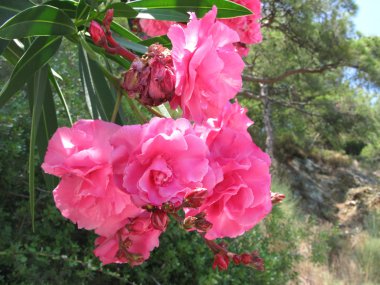 pembe oleandr çiçekli çalı