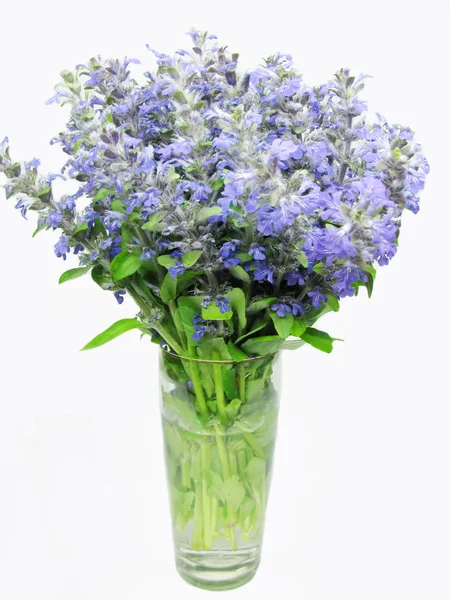 Ramillete de flores de campo violeta en jarrón — Foto de Stock