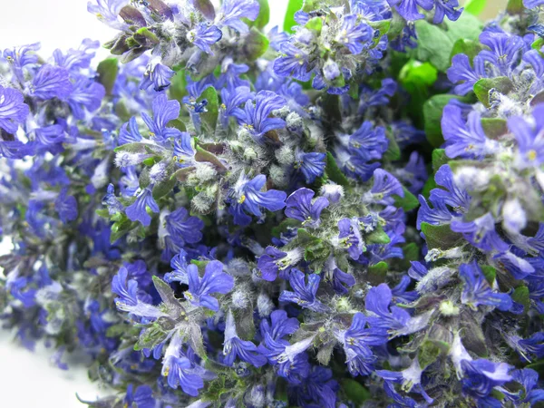 Букет полевых фиолетовых цветов — стоковое фото
