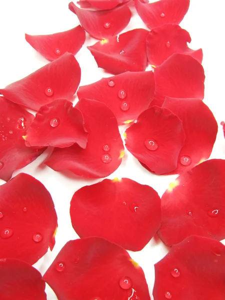 Krople czerwony płatki róż w wodzie — Zdjęcie stockowe