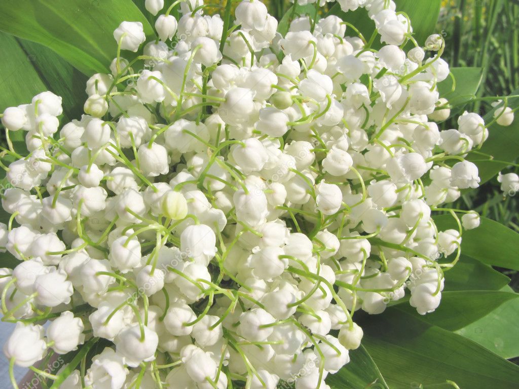Bouquet of field lily of the valley flowers — Stock Photo © Nastya22 ...