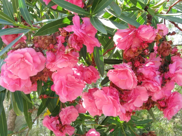 stock image Oleander plant as floral background