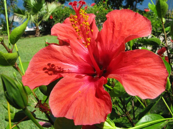 Flor de Hibiskus rojo — Foto de Stock