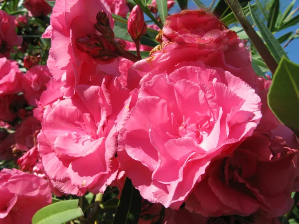 Pink oleander flowers closeup — Stock Photo, Image