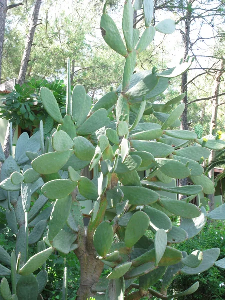 Kaktuspflanze — Stockfoto