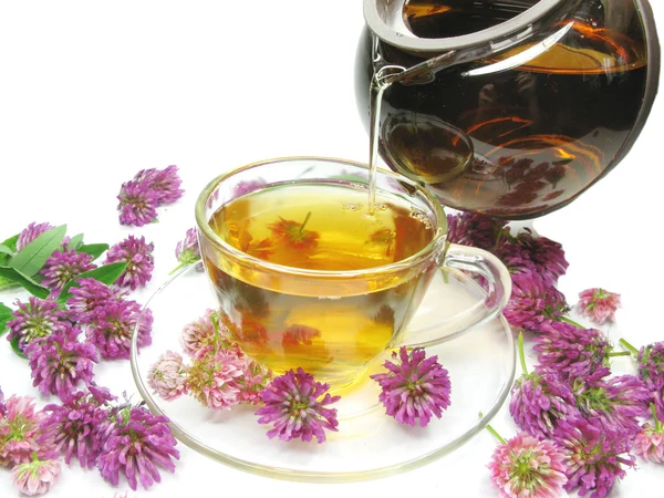 Налить травяной чай в стеклянную чашку — стоковое фото