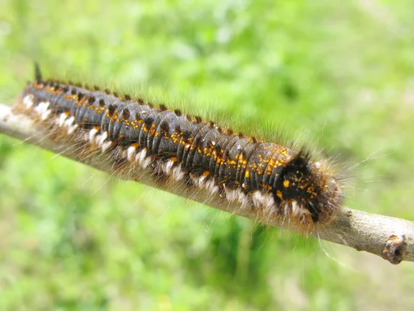 stock image Hairy colored caterpillar