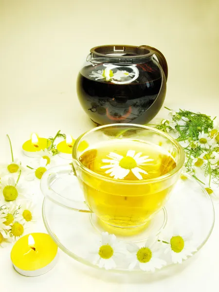 Herbaty ziołowe z istotą stokrotka — Zdjęcie stockowe