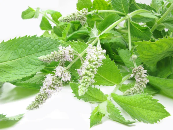 Fresh mint leaves with flowers — Stock Photo, Image